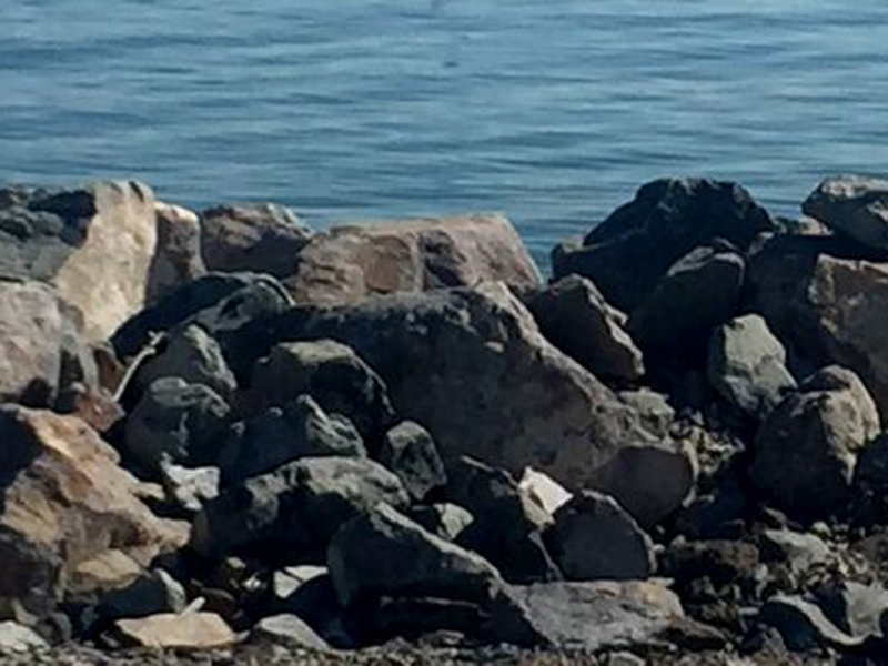 Bay Front Park | Mission Bay Parks