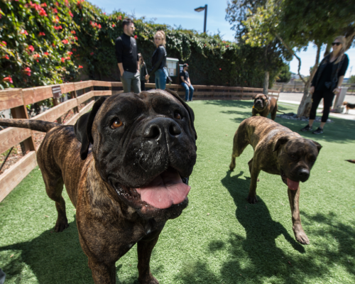 DogClose_wPeople_Bkgnd_1024x768