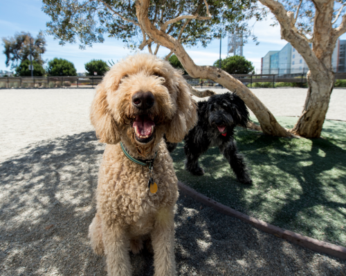 Mission Bay Dog Park
