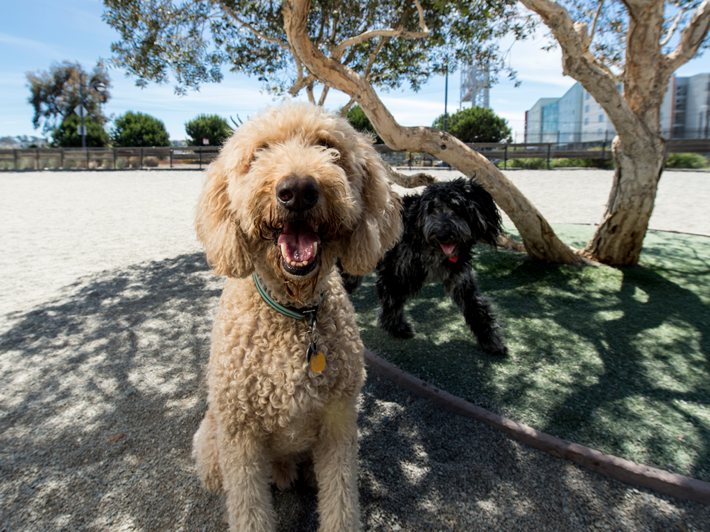 Mission Bay Dog Park