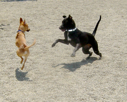 Mission Bay Dog Park