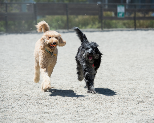 Mission Bay Dog Park