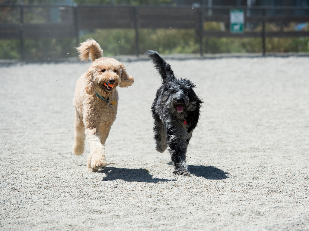 Mission Bay Dog Park