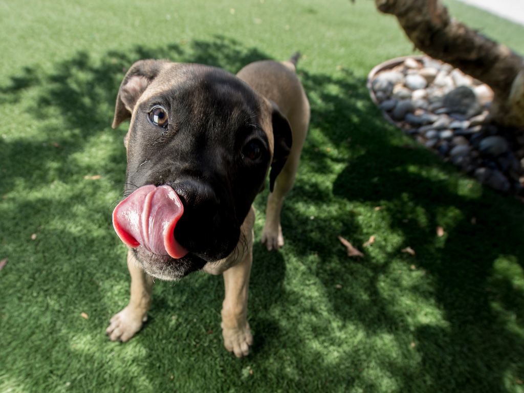 Dog_Lick_1024x768