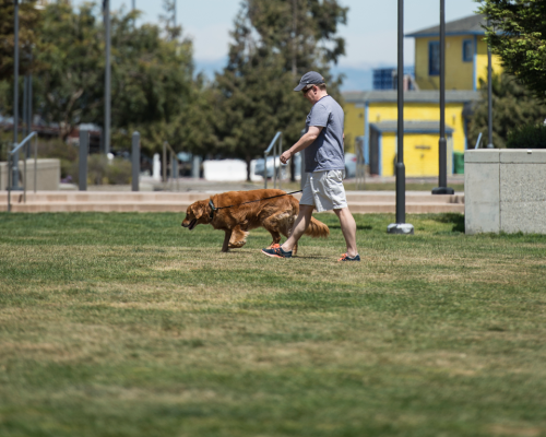 MBCommons_ManDogWalk_1024x768