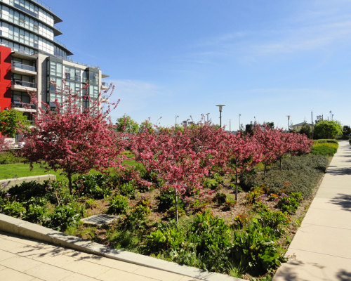 MBP_More_Parks1A_1024x768